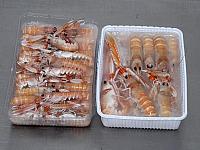 prodotti (8)